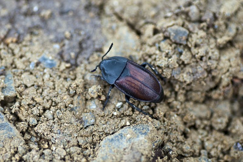 Silpha tyrolensis, Silphidae